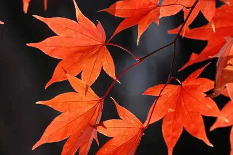 Hokkaido est la première région à voir ses feuilles rougir en automne. Hokkaido est la première région à voir ses feuilles rougir en automne.