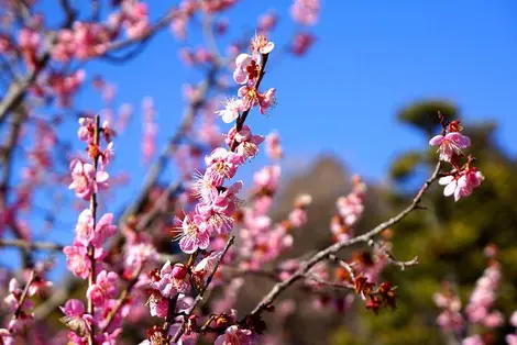Plum flowers in early spring Plum flowers in early spring