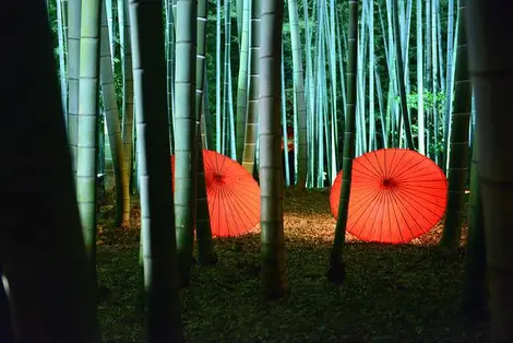 Light up in bamboo forest of Kôdai-ji temple