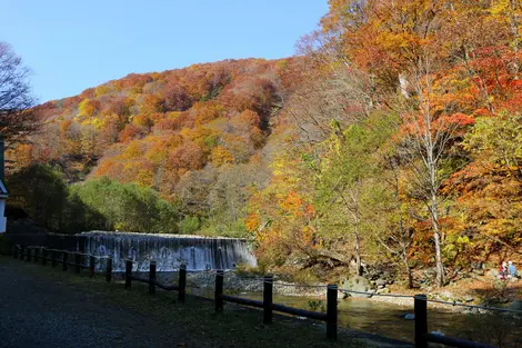 Les forêts de Shirakami-Sanchi en automne Les forêts de Shirakami-Sanchi en automne