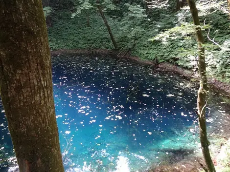 Le bleu intense de l'étang Aoike Le bleu intense de l'étang Aoike
