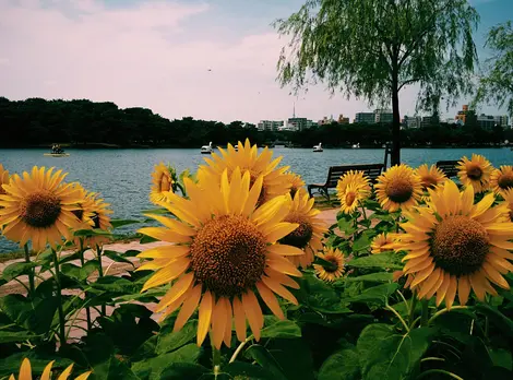 Sunflowers around the Ohori Park pond Sunflowers around the Ohori Park pond