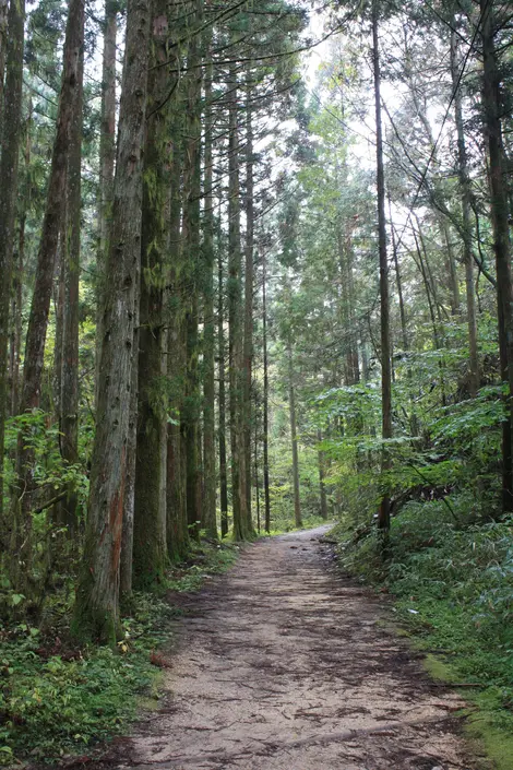 Le sentier à travers la forêt