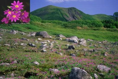 Les fleurs alpines parsèment les prairies des plateaux du parc Daisetsuzan Les fleurs alpines parsèment les prairies des plateaux du parc Daisetsuzan