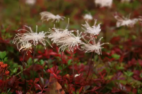 La délicate herbe à coton du parc Daisetsuzan