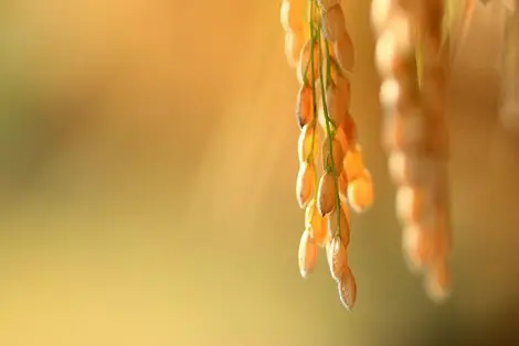 Fresh rice grains