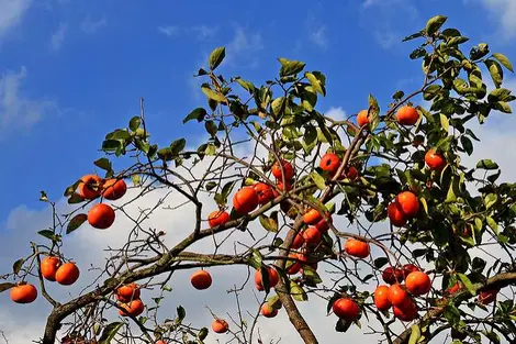 Des kakis encore sur l'arbre