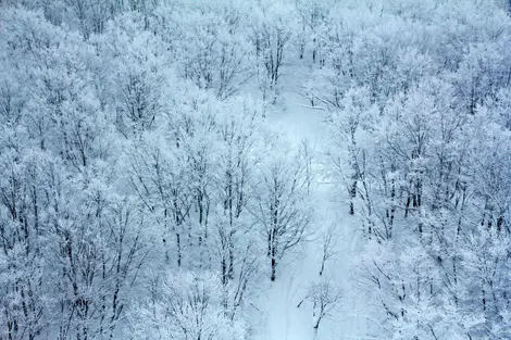 La forêt givrée vue depuis le téléphérique en montant au sommet du mont Hakkôda