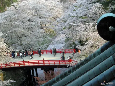 Vue du parc de Hirosaki depuis le toit du château, au moment des cerisiers en fleurs Vue du parc de Hirosaki depuis le toit du château, au moment des cerisiers en fleurs