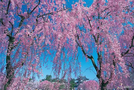 Les cerisiers en pleine floraison devant le château de Hirosaki, à Aomori Les cerisiers en pleine floraison devant le château de Hirosaki, à Aomori