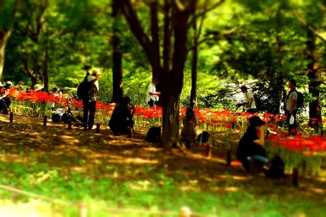 Le Parc mémorial Shôwa offre un écrin de verdure aux Tokyoïtes Le Parc mémorial Shôwa offre un écrin de verdure aux Tokyoïtes