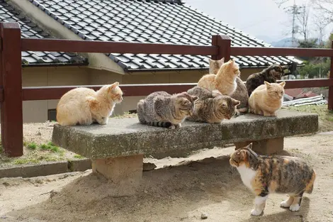 Les chats d'Onomichi Les chats d'Onomichi