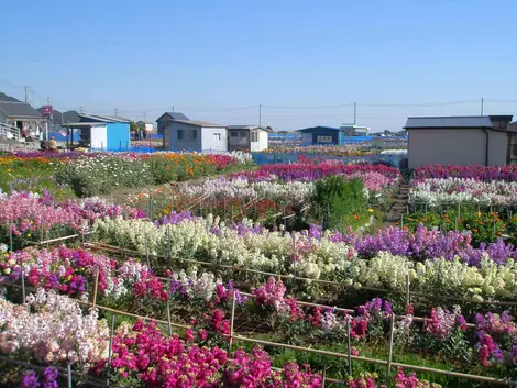 Les fleurs à Minami-Bôsô