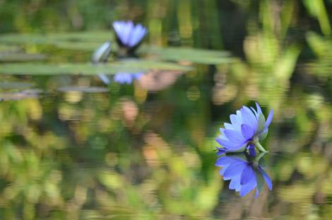 Les nymphéas bleus peuvent être admirés de juillet à octobre exclusivement au jardin de Kitagawa. 