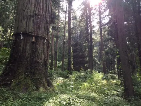 Le plus vieux cèdre, entouré d’une corde sacrée et baptisé Jiji-sugi, aurait plus de 1 400 ans.