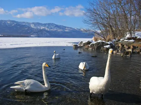 Les cygnes du lac Kussharo Les cygnes du lac Kussharo