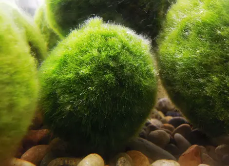 Marimo, les boules d'algues Marimo, les boules d'algues
