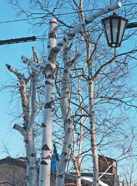 Vrais arbres bouleaux et lampadaire imitant le tronc du bouleau