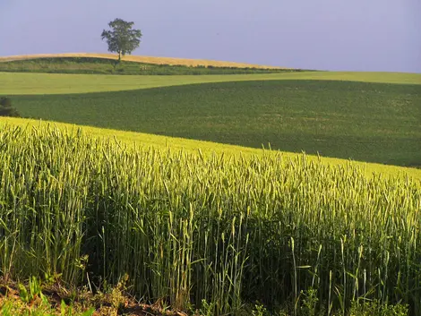 Les champs de cultures de Biei, à Hokkaido.