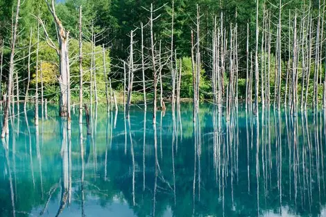 Biei Aoi ike, l'étang bleu Biei Aoi ike, l'étang bleu