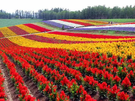 Flower Fields in Biei, "Shikisai no oka", Hokkaido