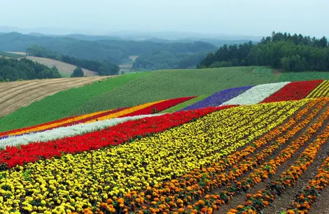 Champs de fleurs de Biei et panorama