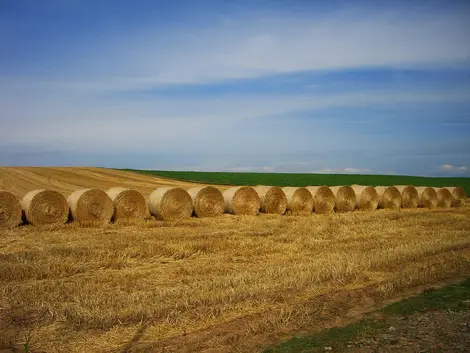 Straw bales in rolls in a field of Biei