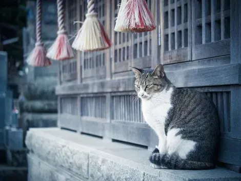 Un chat au pied d'un sanctuaire shintô