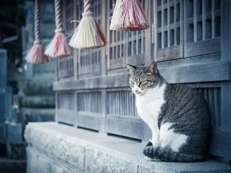 Un chat au pied d'un sanctuaire shintô Un chat au pied d'un sanctuaire shintô