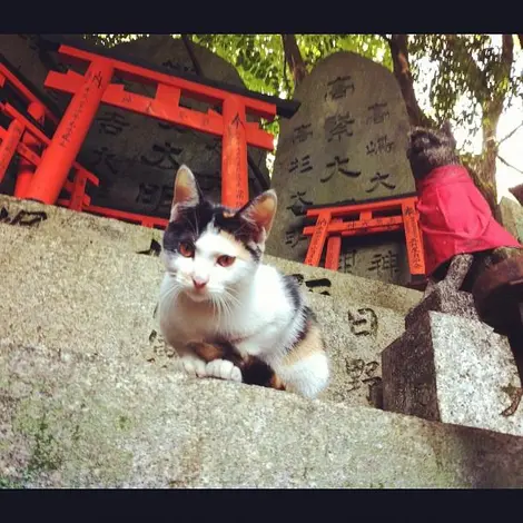 Un chat garde l'entée de ce sanctuaire shintô à Kyoto Un chat garde l'entée de ce sanctuaire shintô à Kyoto