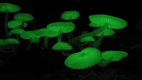 Les champignons phosphorescents sont visibles au mois de juin. Les champignons phosphorescents sont visibles au mois de juin.