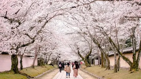 Allée en fleurs du Daigo-ji à Kyoto