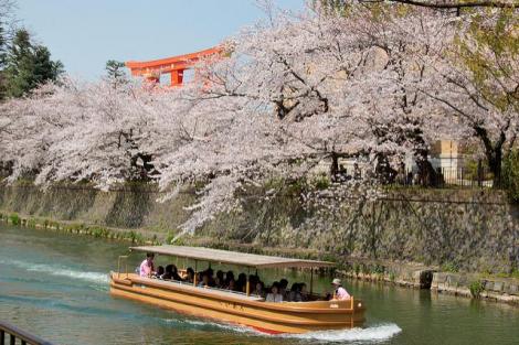 Vue imprenable sur les sakura depuis le bateau sur le canal du lac Biwa !