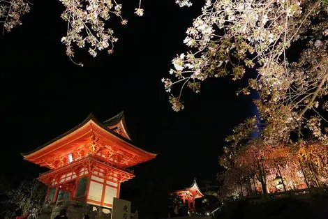 Hanami nocturne dans l'enceinte du temple Kiyomizu-dera à Kyoto Hanami nocturne dans l'enceinte du temple Kiyomizu-dera à Kyoto