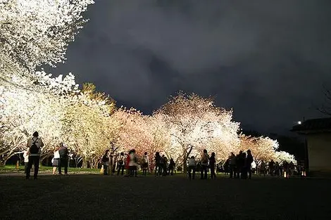 Night view at Nijo Castle, Kyoto