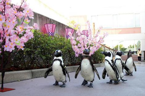 La parade du hanami des pingouins au parc aquatique de Yokohama !