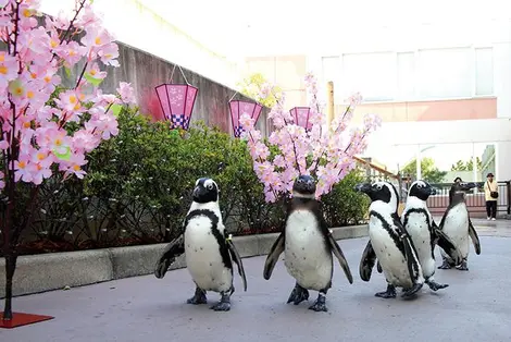 La parade du hanami des pingouins au parc aquatique de Yokohama ! La parade du hanami des pingouins au parc aquatique de Yokohama !