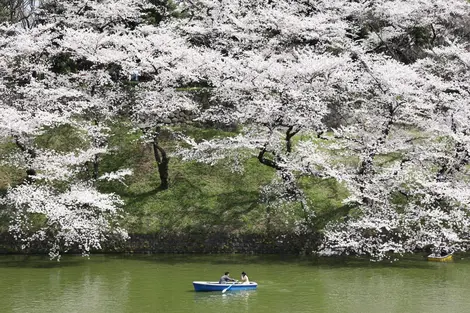 Hanami sur la rivière dans le parc du palais impérial, Tokyo