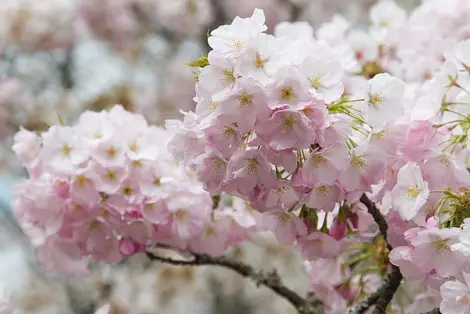 Cherry blossoms, sakura, at Mount Yoshino