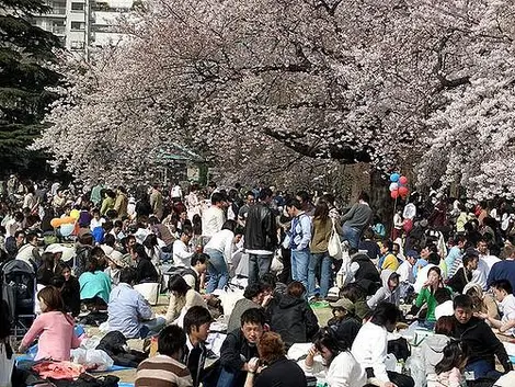 Hanami dans un parc