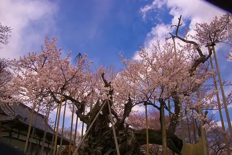 Le Jindaizakura de Yamanashi, le cerisier le plus vieux du Japon. 