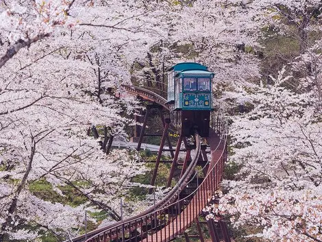 Classé dans la liste du top 100 par l'association des fleurs de cerisiers au Japon, le tunnel de sakura au parc de Funaoka, préfecture Miyagi. Classé dans la liste du top 100 par l'association des fleurs de cerisiers au Japon, le tunnel de sakura au parc de Funaoka, préfecture Miyagi.