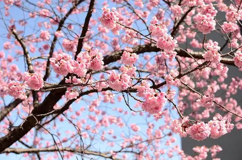 Fleurs de cerisiers de Kawazu Fleurs de cerisiers de Kawazu