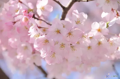 Fleurs de cerisier à Tokyo