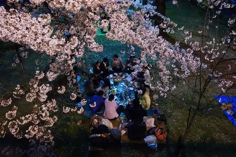 Un groupe de japonais installé dans un parc pour pique-niquer sous les cerisiers