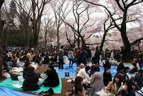 Hanami in a park in Mitaka, Tokyo. Hanami in a park in Mitaka, Tokyo.