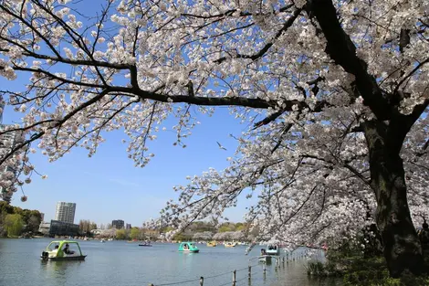 Hanami au parc d'Ueno, à Tokyo. Hanami au parc d'Ueno, à Tokyo.