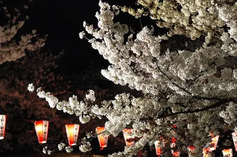 Yozakura, sakura nocturnes, lors du festival des fleurs de cerisiers au parc Ueno de Tokyo Yozakura, sakura nocturnes, lors du festival des fleurs de cerisiers au parc Ueno de Tokyo
