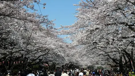 Le festival des fleurs de cerisiers à Ueno, Tokyo Le festival des fleurs de cerisiers à Ueno, Tokyo