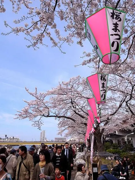 Les rives de la sumida sont populaires pour le hanami